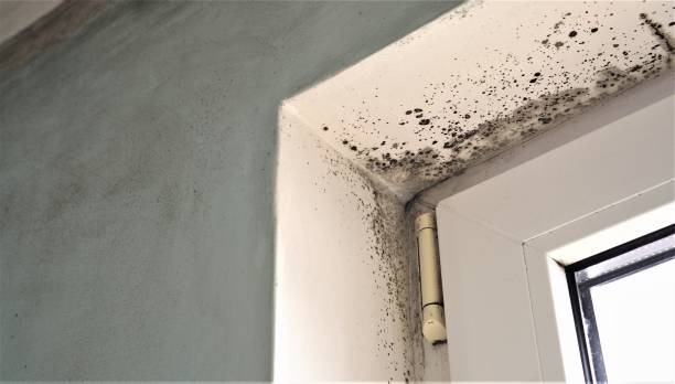 Best Forensic Mold Investigation  in Wells, MN