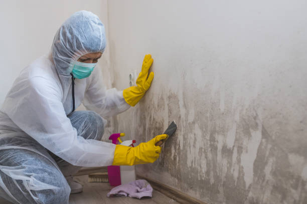 Best Commercial Mold Inspection  in Wells, MN