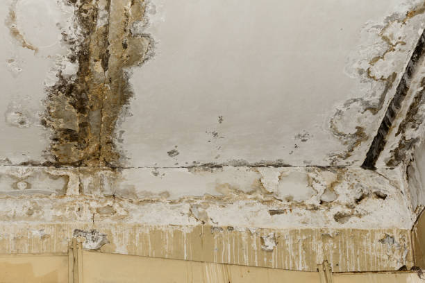Mold Removal for HVAC Installations in Wells, MN