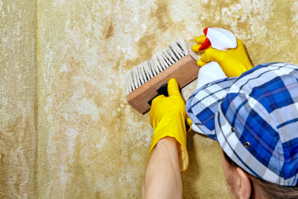 Best Industrial Mold Remediation  in Wells, MN