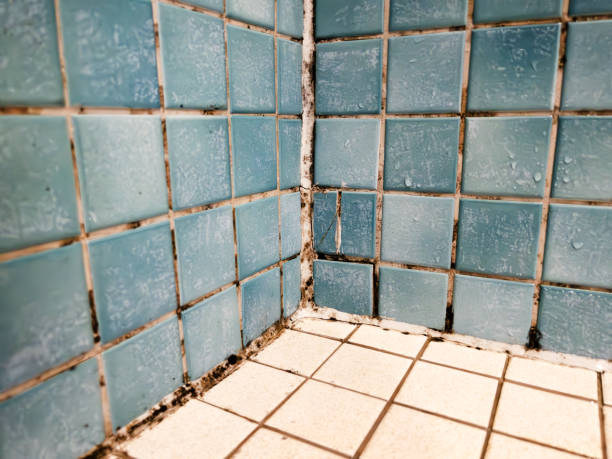 Best Environmental Consulting for Mold Prevention  in Wells, MN