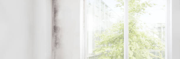 Best Comprehensive Air Testing for Mold Contaminants  in Wells, MN