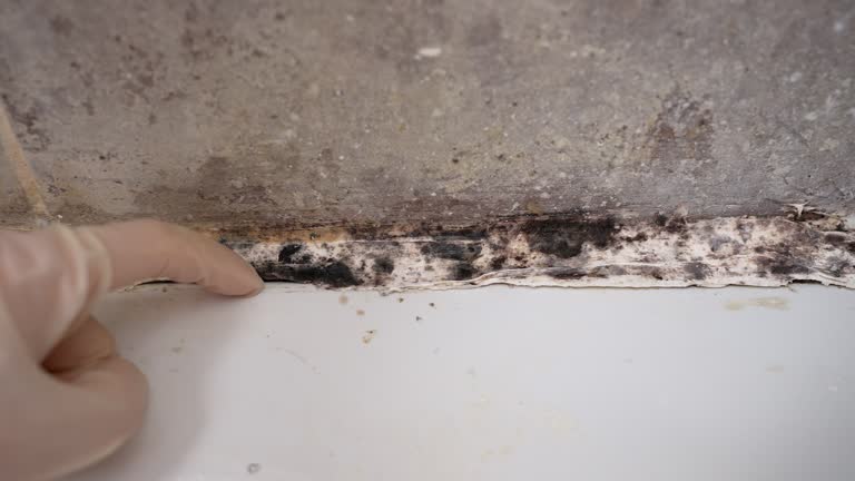 Best Emergency Mold Remediation  in Wells, MN
