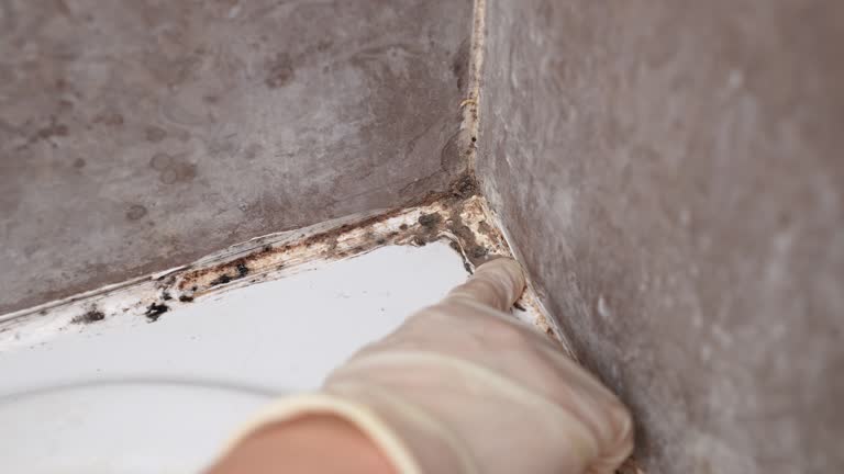 Best Commercial Mold Inspection  in Wells, MN