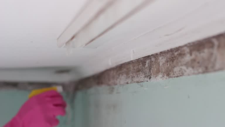 Best Mold Removal for HVAC Installations  in Wells, MN