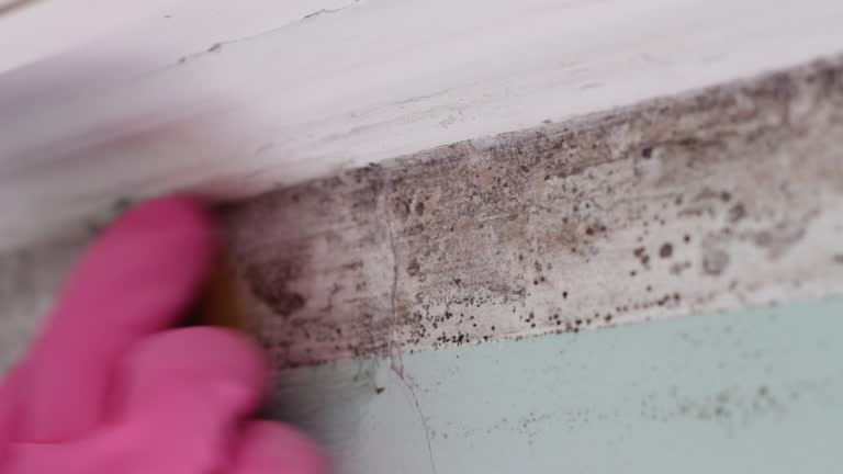 Best Forensic Mold Investigation  in Wells, MN